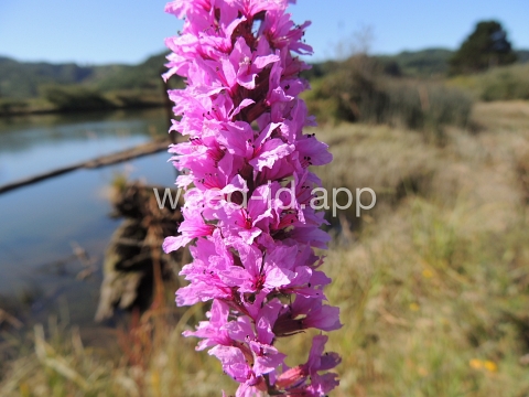 loosestrife, purple